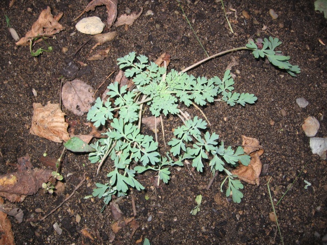 Identification SVP. Corydalis sempervirens  pour une. 25-10-12