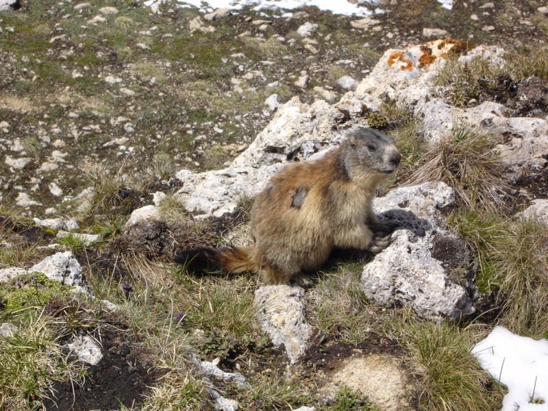 La faune en Haute-Tarentaise Dsc02033