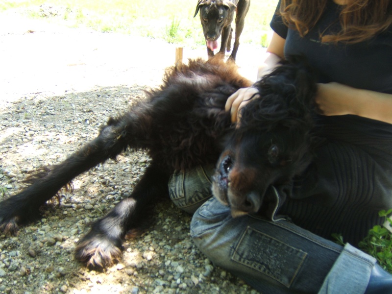 Help pour Athos, Setter Gordon mle de 9 ans (33) Photo_21