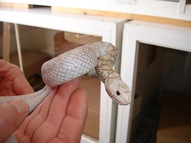 Pituophis melanoleucus ssp Dsc01711