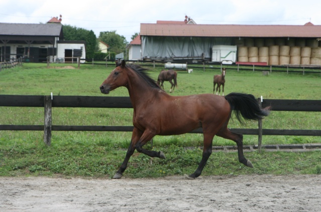 Concours n27 : la plus belle foule de trot. Img_0111