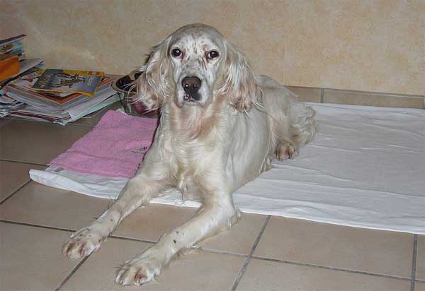 Aidez à retrouver Sally !! Sally-12