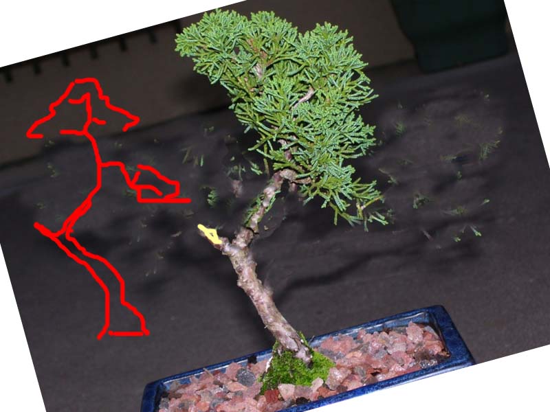 Petit juniperus  de"Carrouf " que faire? Juncar10