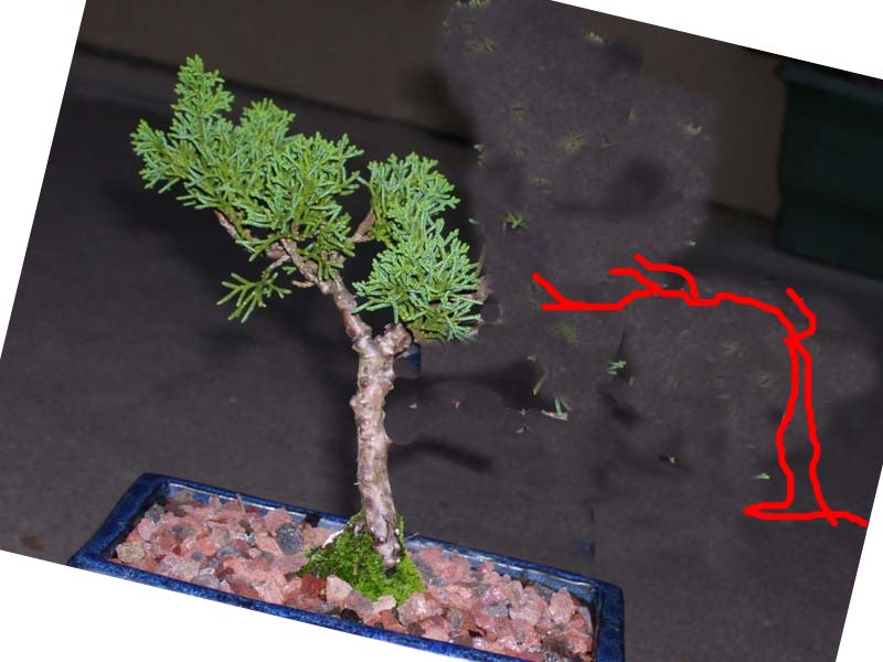 Petit juniperus  de"Carrouf " que faire? Juncar11