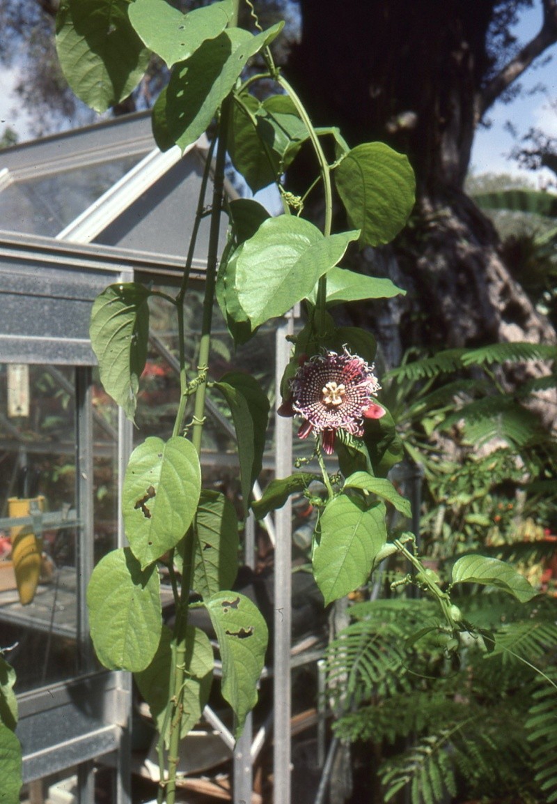 passiflora quadrangularis  1990_o10