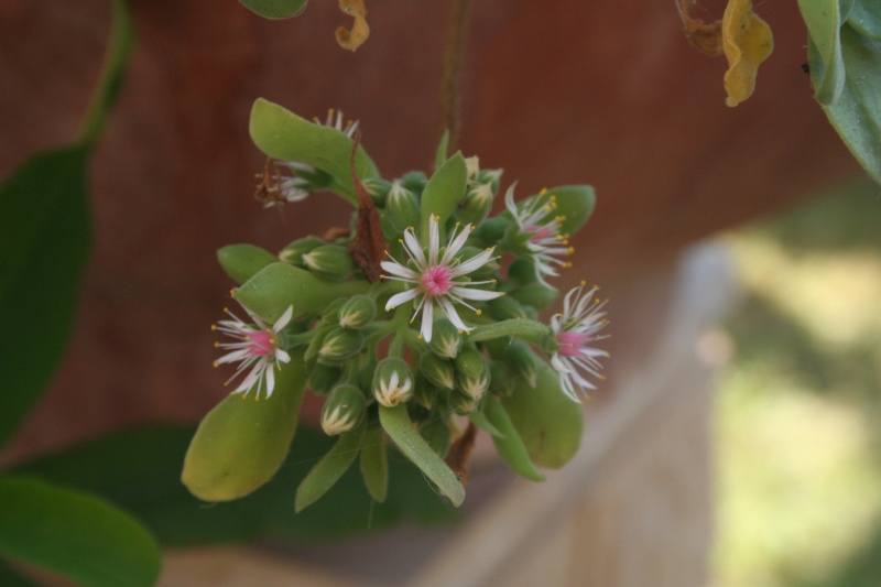 Aeonium goochiae: miniature mais sympatique floraison Aeonim10