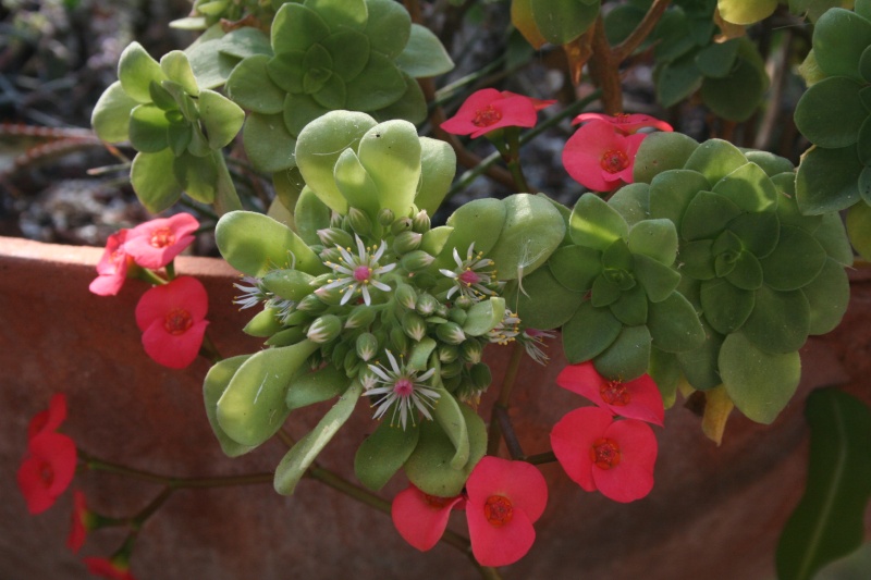 Aeonium goochiae: miniature mais sympatique floraison Aeoniu15