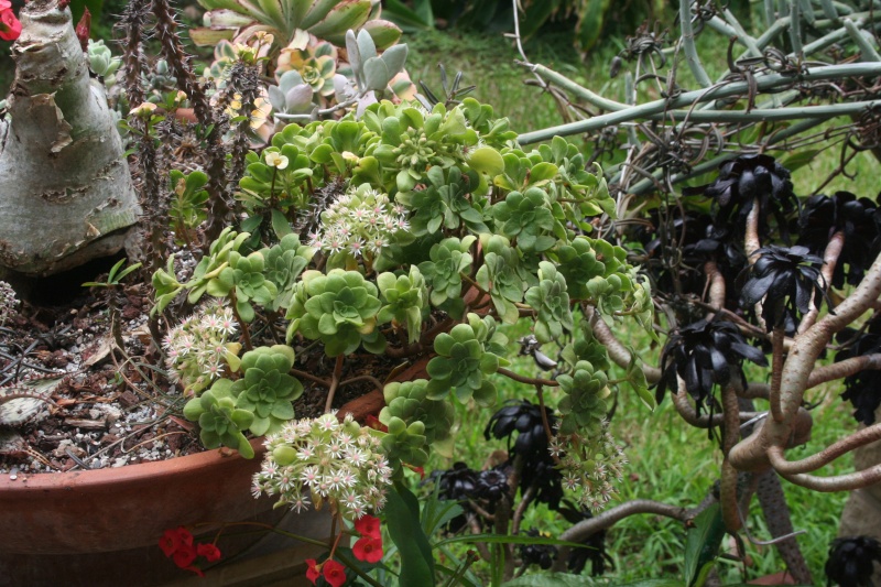 Aeonium goochiae: miniature mais sympatique floraison Aeoniu16