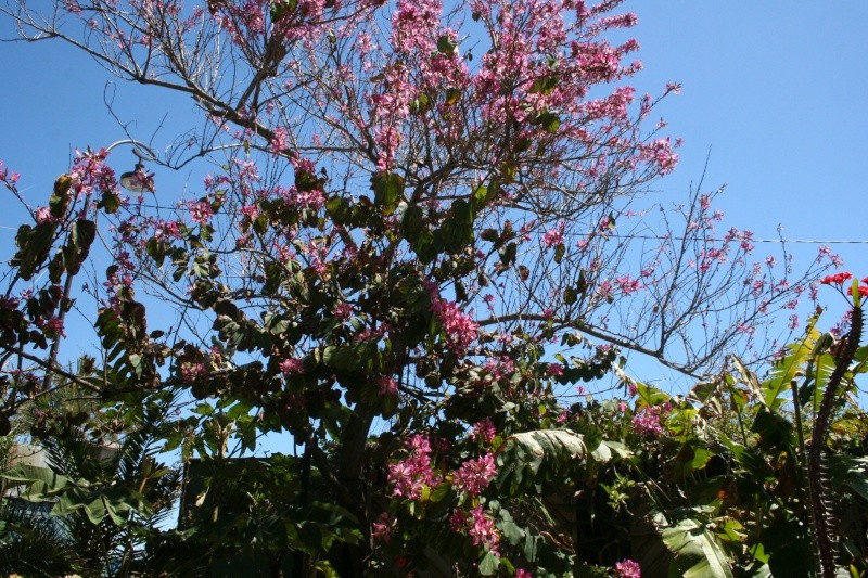 Bauhinia variegata en cette mi mai Bauhin16