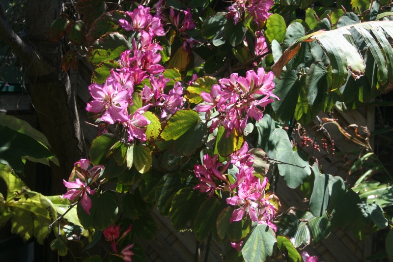 Bauhinia variegata en cette mi mai Bauhin17