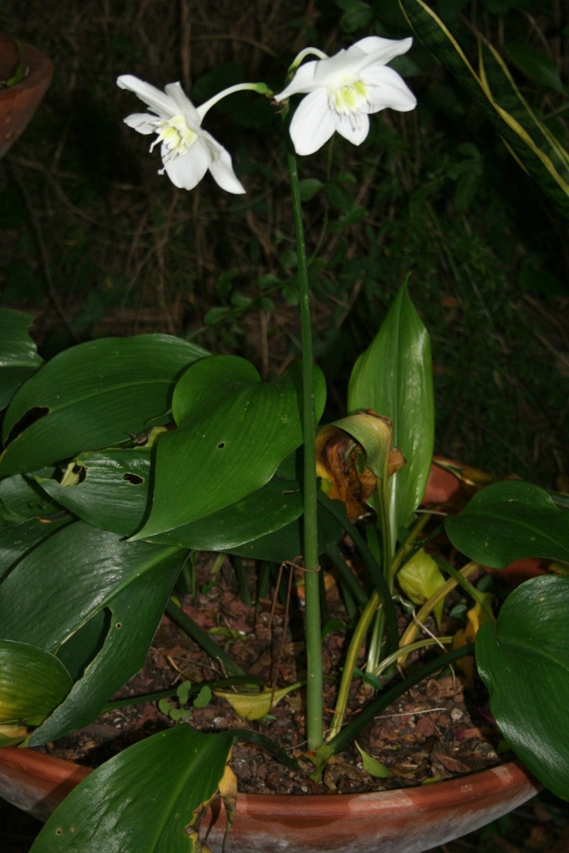 Eucharis grandiflora, un bulbe vraiment frileux Euchar10