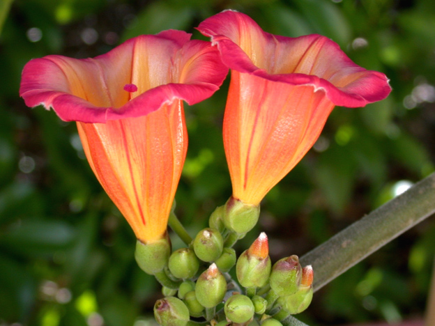 Une merveille : Ipomoea ( Stictocardia ) beraviensis Ipomoe11