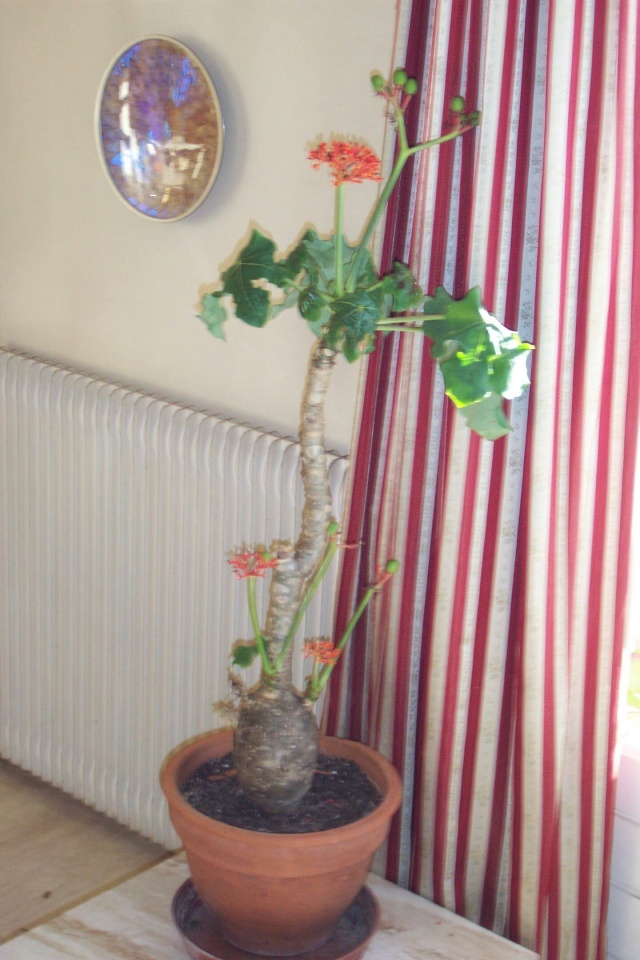 Jatropha podagrica, une plante vraiment décorative Jatrop18