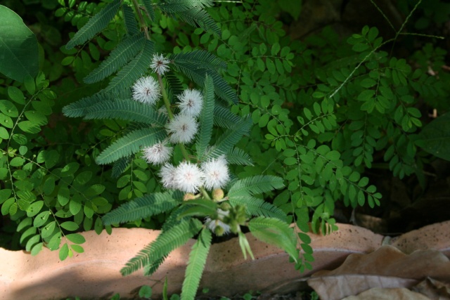 Quelques fleurs  en attendant une amie Mimosa10
