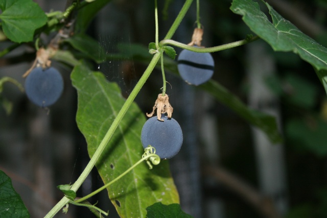 Passiflora morifolia Passif10