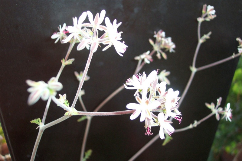 Pelargonium ferulaceum, au naturel Pelarg12