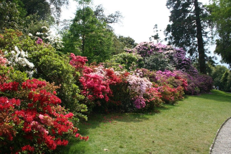 rododendrons en fleurs Rhodod10