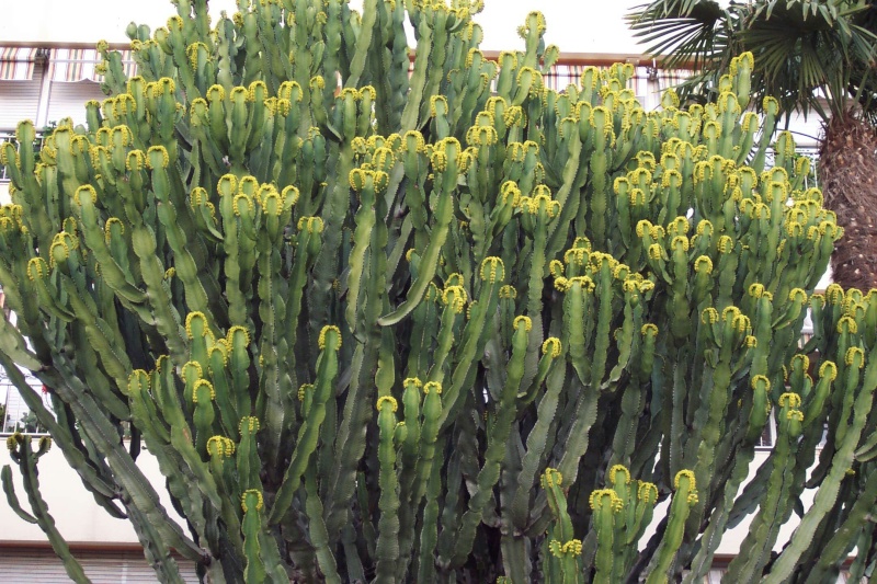 Euphorbia candelabrum Solenz10