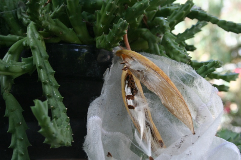 stapelia  Stapel24