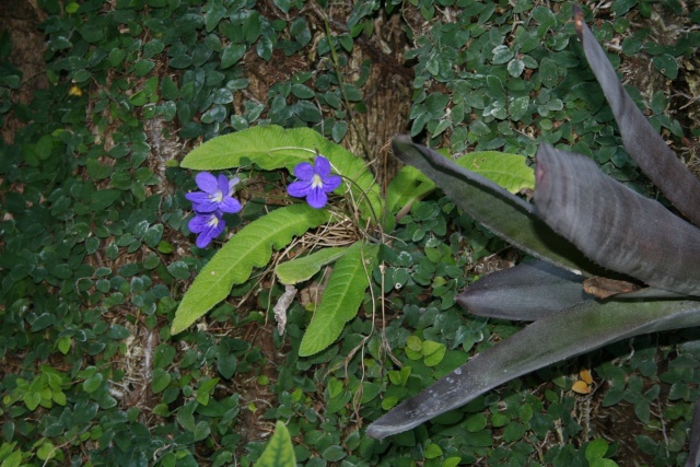 Quelques fleurs  en attendant une amie Strept11