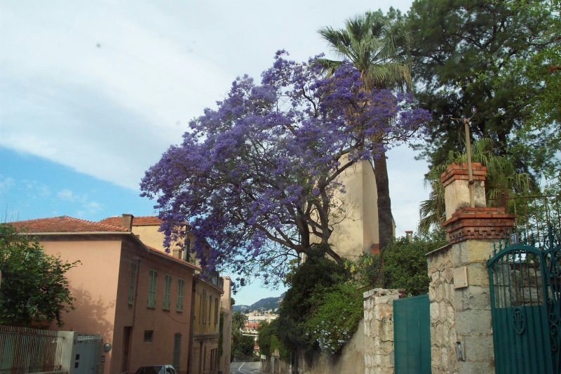 Jacaranda Vers_l10