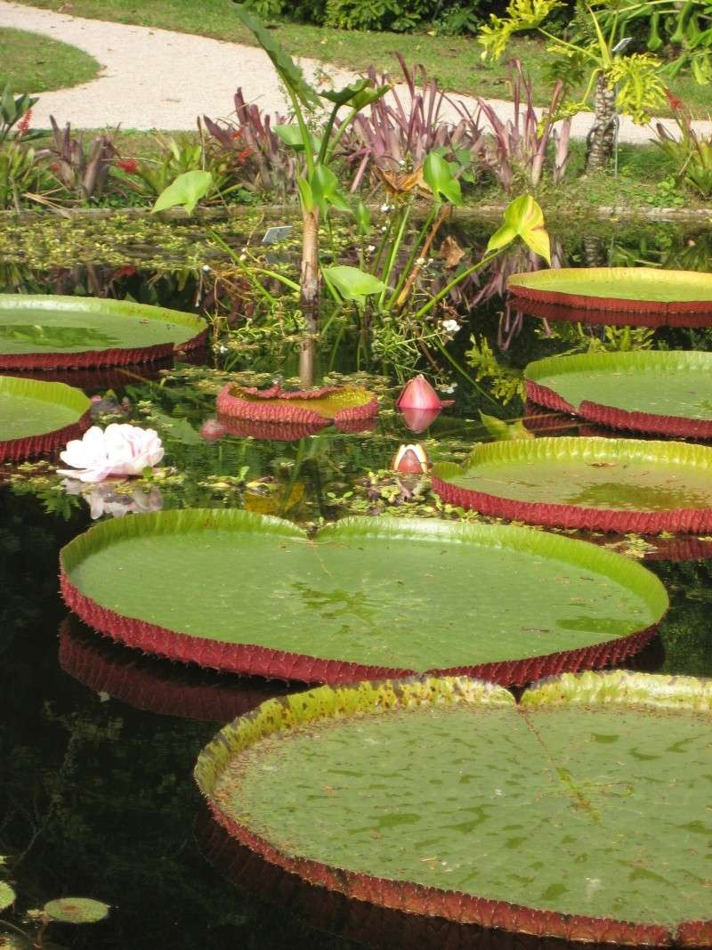 Victoria amazonica au Jardin Botanique Val Rahmeh de Menton Victor11