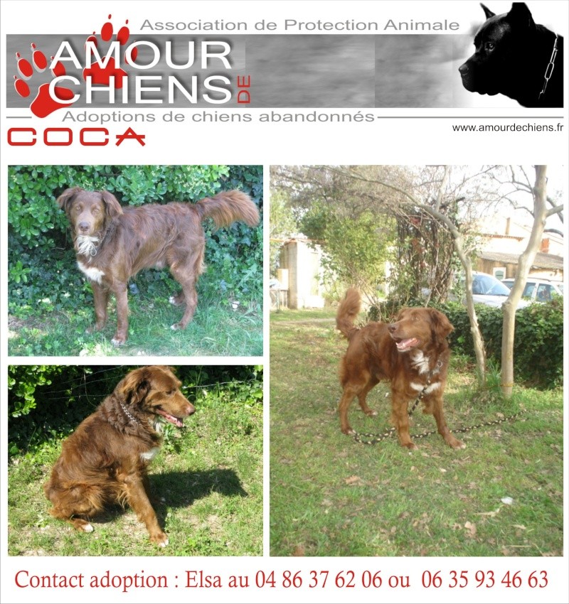 84 - COCA x epagneul 5ans DOIT D'URGENCE CHANGER DE FAMILLE Coca10