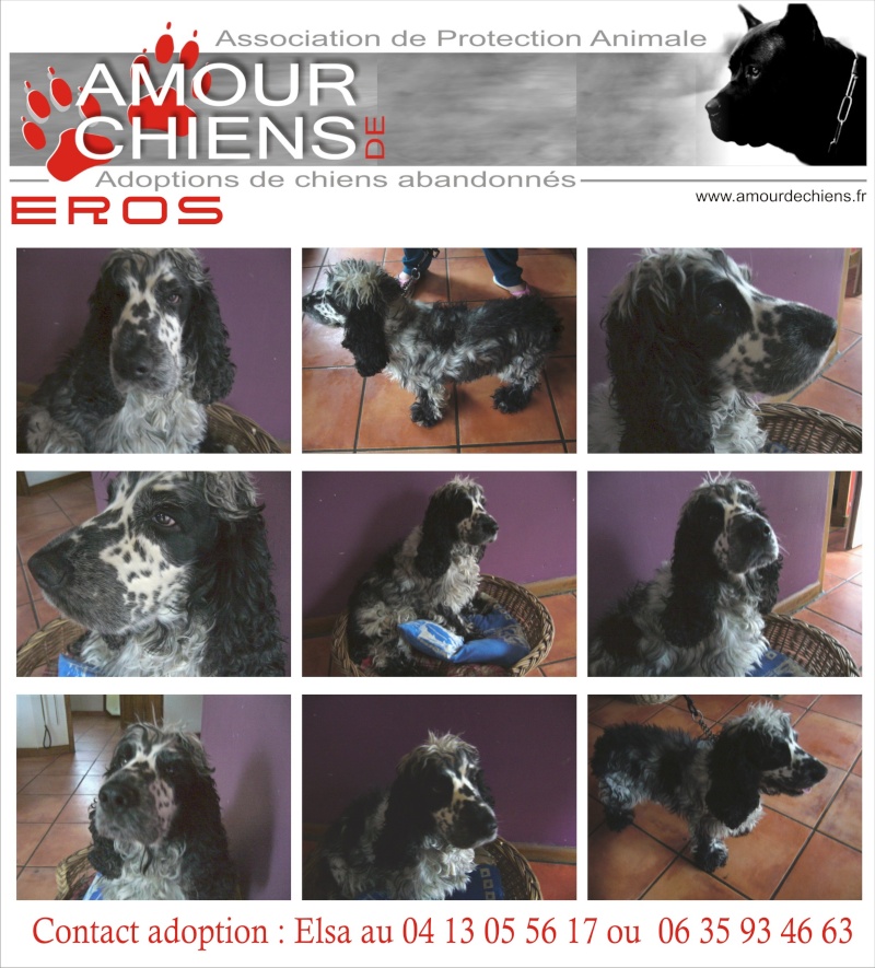 EROS - Cocker Anglais - 5 ans  Eros10