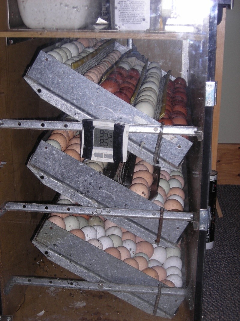 photo des 300 oeufs dans l'incubateur. Dscn3110