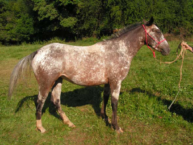 L'appaloosa cheval indien Appalo11