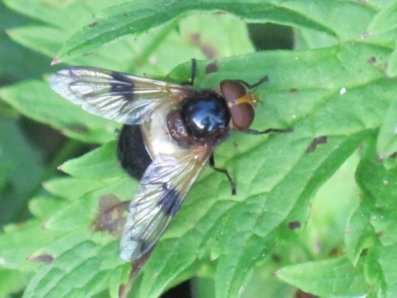 [Volucella pellucens] Autre Diptère, Alpes-Maritimes Juille12