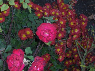 Le mouroir des roses Le_mou12