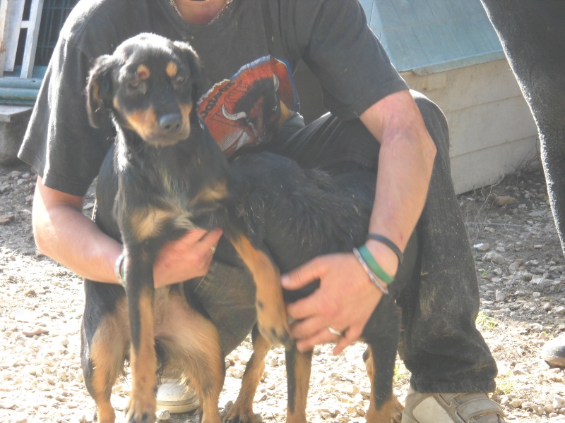 41 - SOS 50 chiens à placer pr les sauver avant décembre + SALBRIS 6010