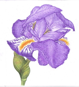 Encore un iris Irisde11