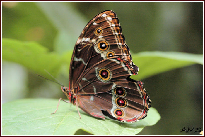 Papillons Dsc_6611
