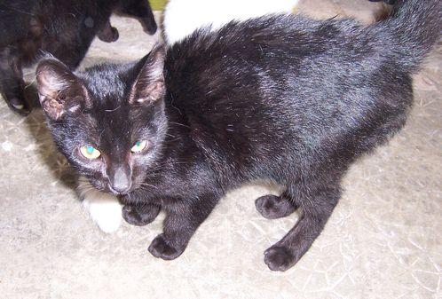 2 chatons noir trouv a parthenay environ 4 mois Chaton10