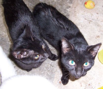 2 chatons noir trouv a parthenay environ 4 mois Chaton13
