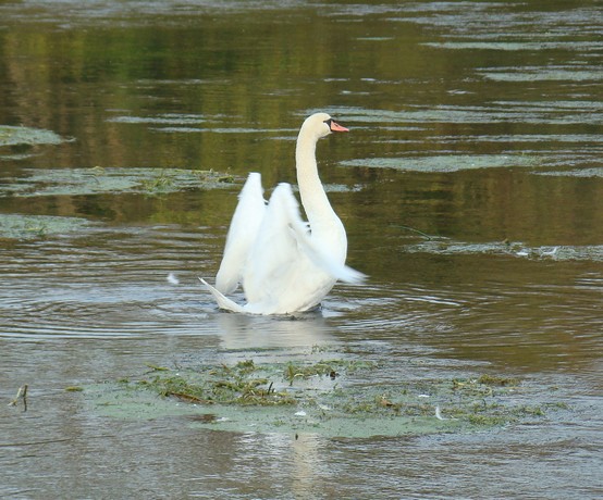 source le la touvre Cygne_22