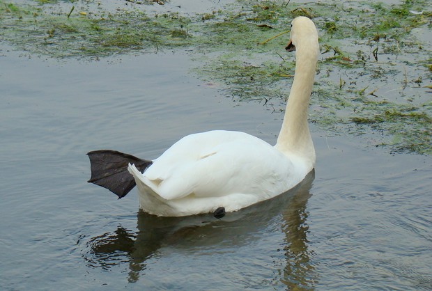 source le la touvre Cygne_24