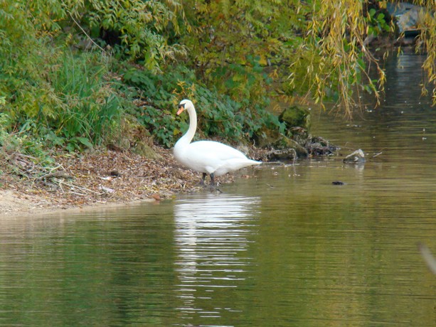 derniére couleurs d'automne Ecluse36