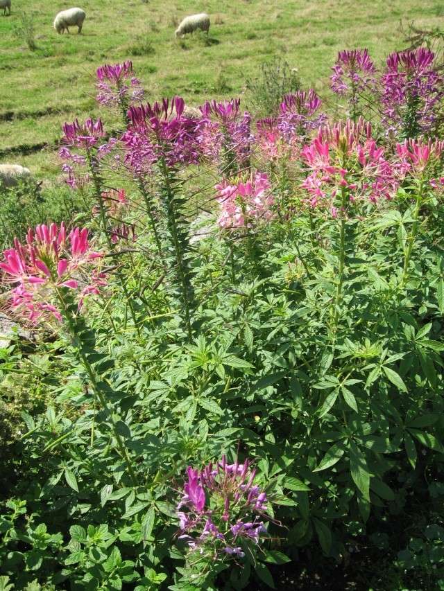 Fleurs du jardin Img_0023