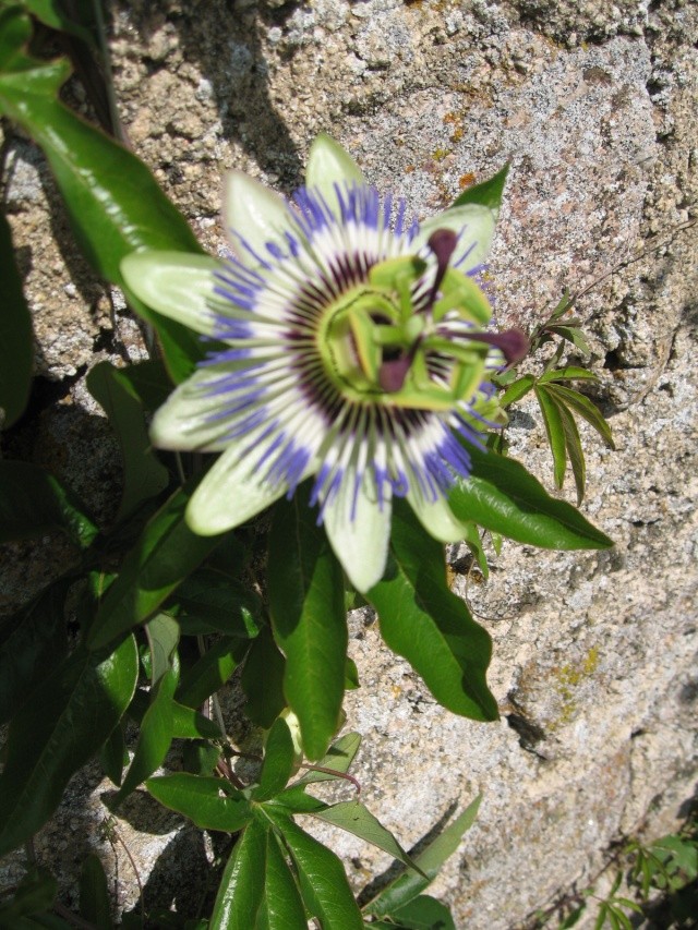 Fleurs du jardin Img_0027