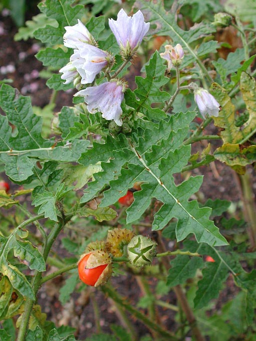 Solanum sisymbriifolium Solanu10