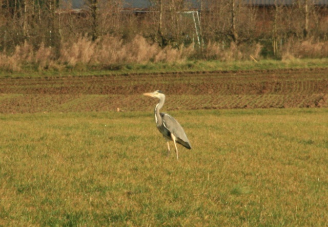 Héron cendré en Hesbaye (prov liège - Belgique) Img_0013