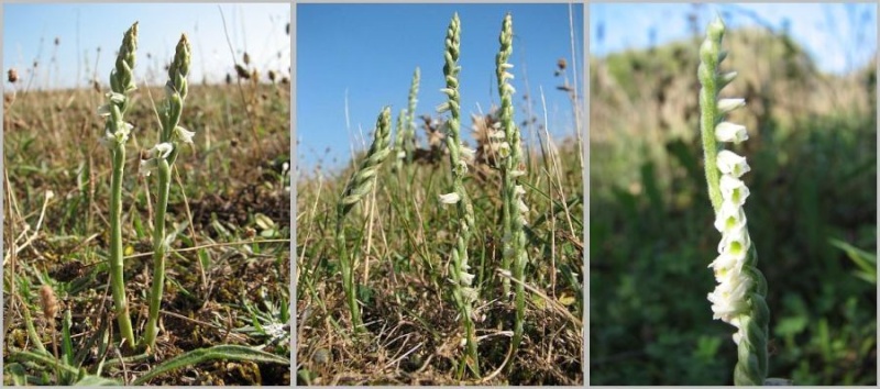 Spiranthes spiralis  ( Spiranthe d'automne ) Serie-11