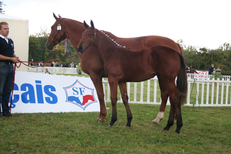 JSF - Finale Foals Femelles  Le Pin (61) 2007-j23