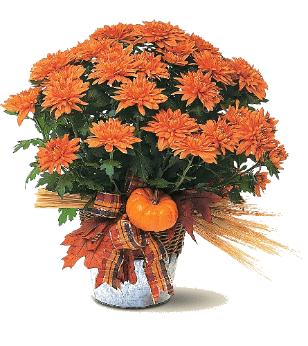bouquet pour Gene THANKSGIVING 22 NOV 2007 3461810