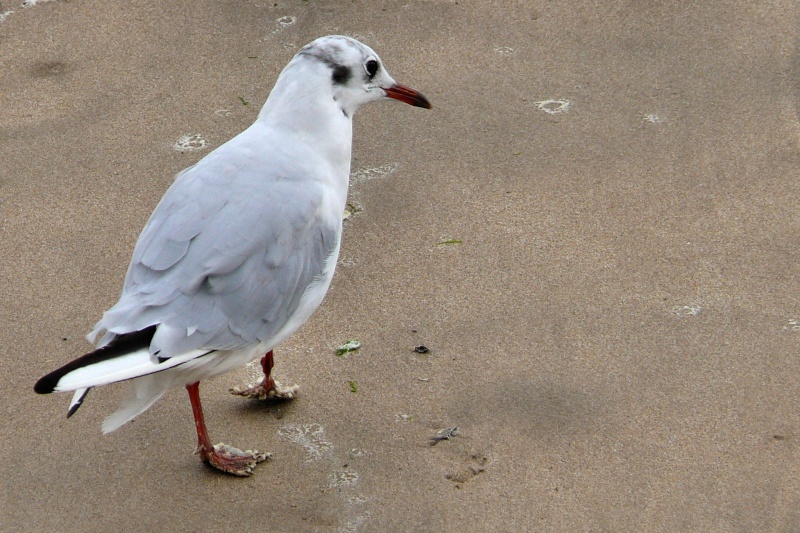 les mouettes 14_aou13