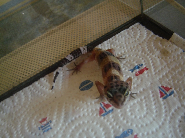 mes geckos Photo_20