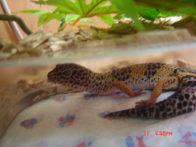 mes geckos Photo_21